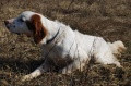 Setter Anglais ANJOU DE LA PASSEE DE L'EPERON